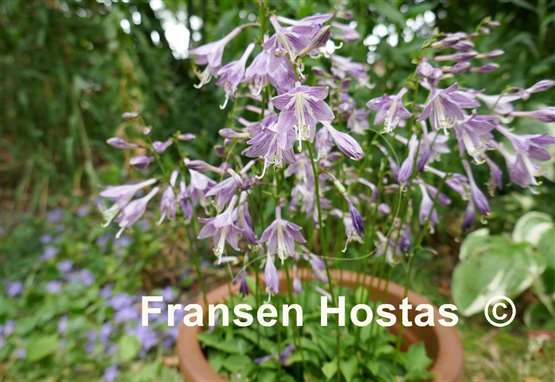 Hosta Rumpelstilzchen